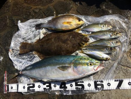 アジ釣り～飲ませ釣りまで順調